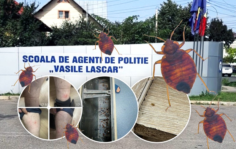 Școala de poliție din Câmpina cheltuie un milion de euro pentru a scăpa de ploșnițe. Insecta „cucerește” pe rând instituții de stat, iar funcționarii trăiesc un coșmar acasă