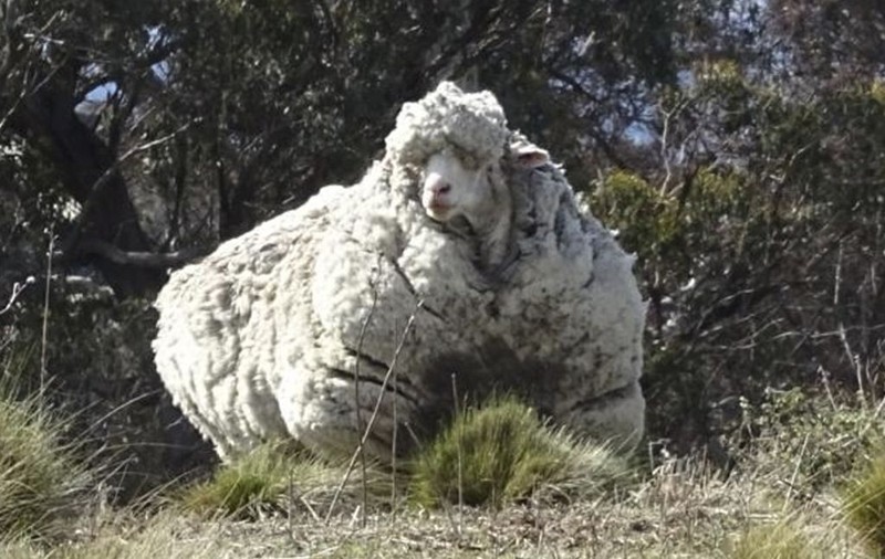 A fugit de ”frizer” mai muţi ani! O oaie din Australia a bătut recordul mondial la cantitatea de lână | FOTO
