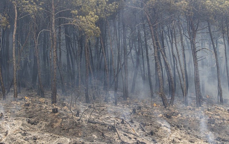 18 cadavre, găsite într-o pădure din nordul Greciei, afectată de incendii. „Au murit carbonizați”