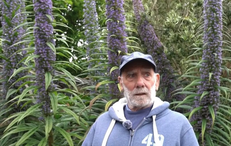 Un pensionar de 80 de ani a crescut o plantă șarpe înaltă cât o girafă adultă, mai mare decât casele din cartierul britanic în care stă