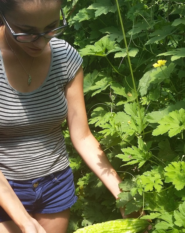 La 23 de ani, are propria ei afacere! O tânără din Făcăeni crește castraveți amari, leguma care tratează natural diabetul