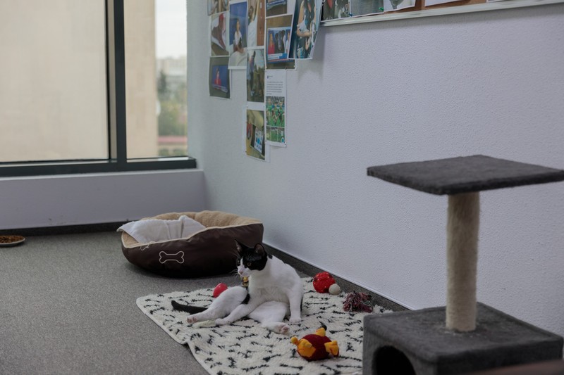 Consiliul Județean Ilfov este instituție pet friendly: angajații sunt încurajați să-și aducă la muncă animalele de companie