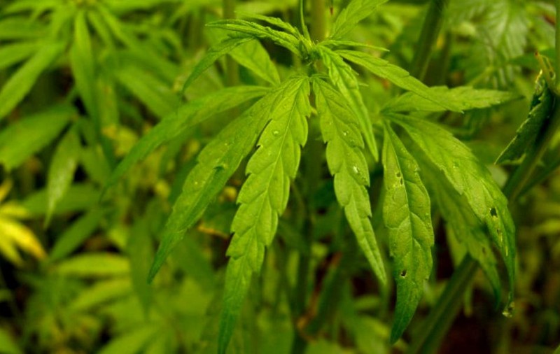 VIDEO / Un bărbat din Constanța cultiva canabis în apartament. Ce au mai găsit polițiștii, la percheziții