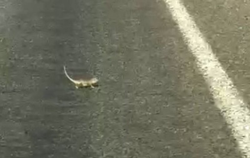 Un șofer a lăsat un cameleon să traverseze și a blocat traficul, în Turcia | VIDEO