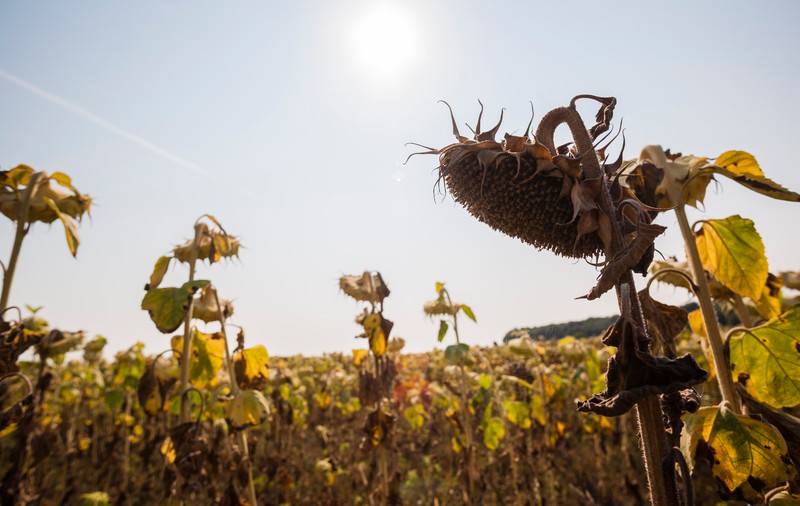 Un expert în agricultură avertizează: dacă nu va ploua în iulie, ne așteaptă al treilea an dezastruos la rând. „Nu sunt producții satisfăcătoare”