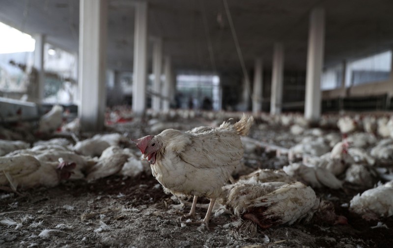 Patru milioane de pui morți spun povestea sumbră a unei ferme din Ucraina. Agricultura, cea mai importantă industrie a țării, în impas