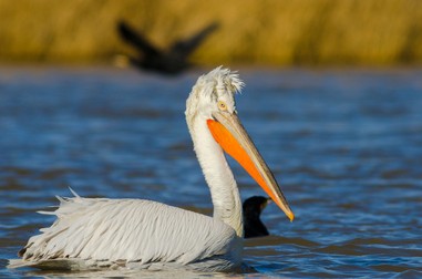 Pelicanul creț - specii de păsări din Delta Dunării