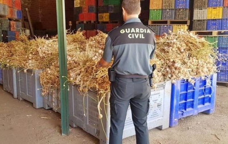 Trei români sunt judecați în Spania pentru furtul a șapte tone de usturoi!