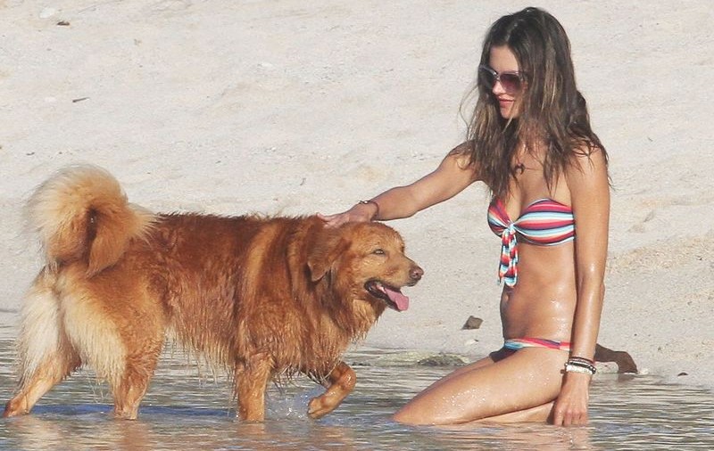 Și câinii salivează după Alessandra Ambrosio! | FOTO