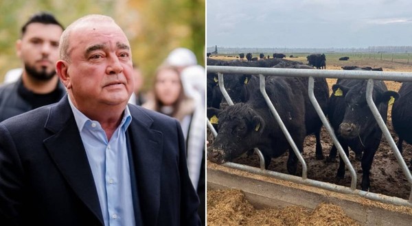 Ferma Black Angus a lui Gigi Nețoiu, amendată din nou, cu 40000 de lei Ce au găsit inspectorii