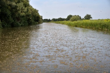 Efemeride în Delta Dunării