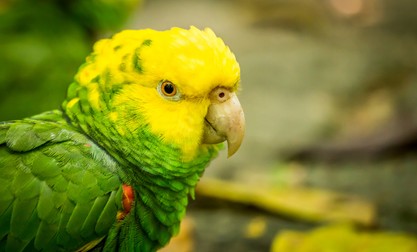 Păsări care pot vorbi - Papagalul Amazon cu cap galben - Amazona oratrix