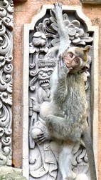 Maimuțe la templu în Bali