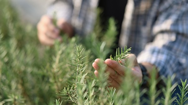 Mâinile unui fermier care verifică calitatea rozmarinului verde într-o seră. 