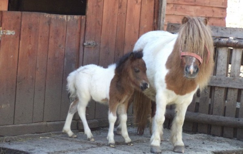 ADORABIL! Doi pui născuţi la Zoo Timişoara | FOTO