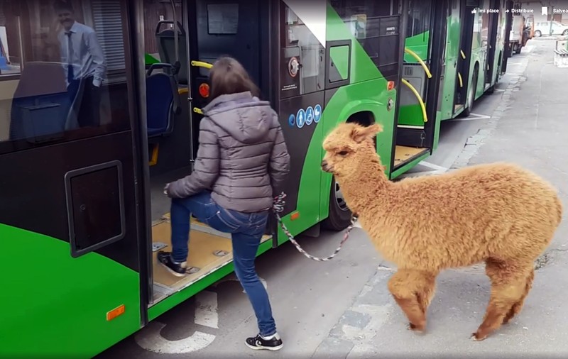 Marian Godină a explicat episodul controversat cu "Pablo" în autobuz: "Dacă vom primi vreo amendă, o vom achita cu zâmbetul pe buze"