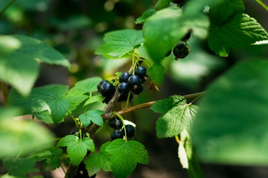 Coacăz negru