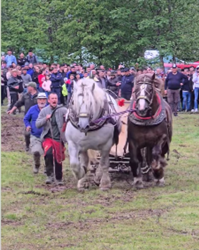 Povestea lui Falko, calul de tracțiune mort după un concurs de tras bușteanul. De ce proprietarul din România l-a revândut după trei zile