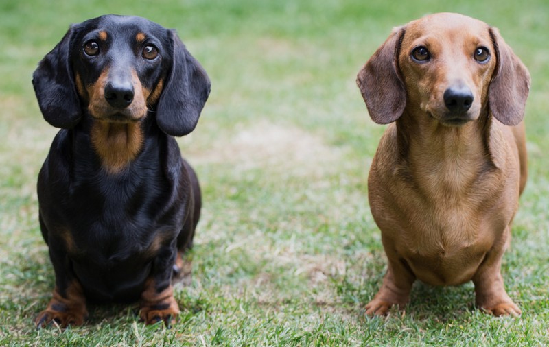 Cum ne îngrijim animalele de companie pe perioada caniculei. Recomandările unui medic veterinar