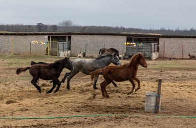 Caii de la Măriuţa se bucură de libertate