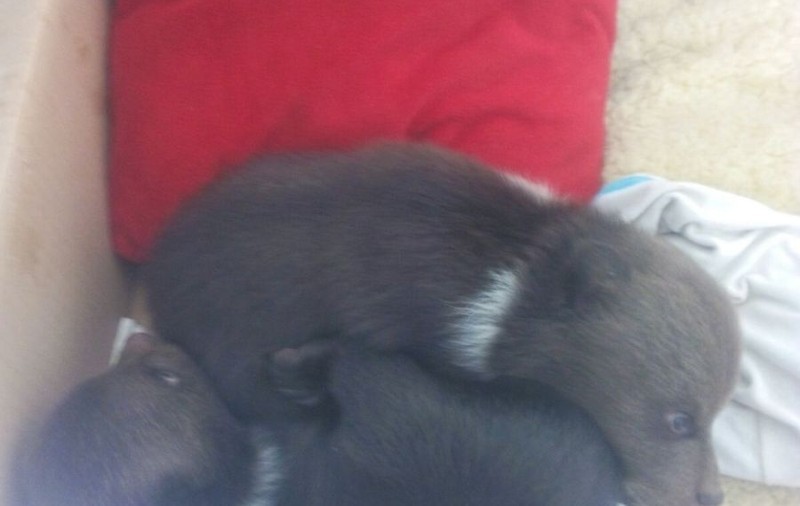 Sfâșietor! Doi pui de urs, abandonați de mamă în cuib, la Brașov