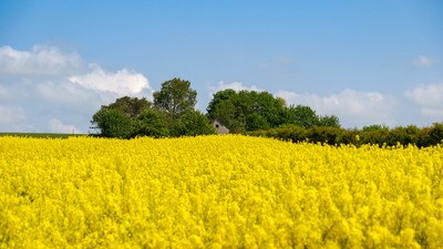 România a devenit, în premieră, cel mai mare furnizor de rapiță al Germaniei, depășind Ucraina