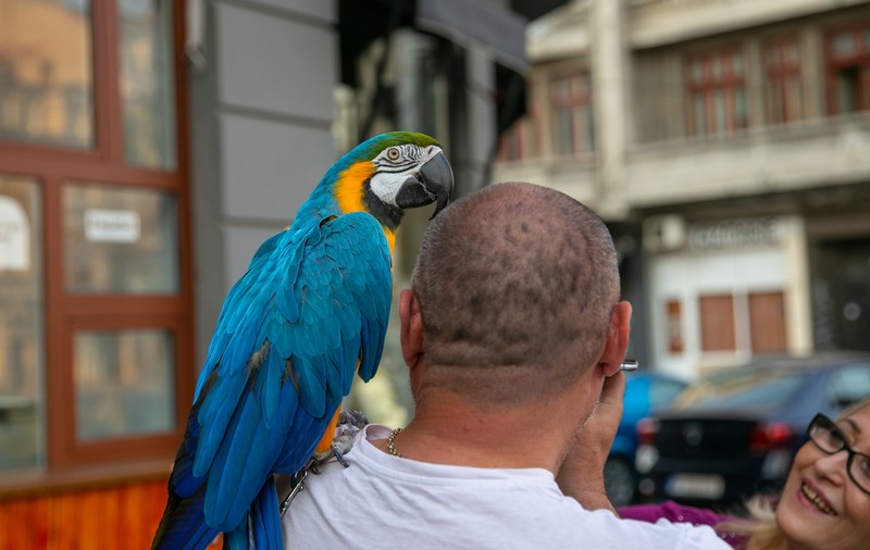 Imagini inedite| Ca să poată ieși din casă, un bucureștean și-a scos la plimbare papagalul