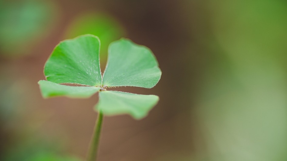 Foto: pexels.com