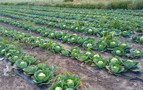 Județul din România unde varza zace pe câmp, iar agricultorii o donează celor care vin să o culeagă: „Ori te pricopsește, ori te nenorocește”