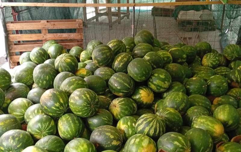 Pepenii falși de Dăbuleni au apărut în piețele din România înainte să fie recoltați în Dolj: „O să țipați cu toții!” Cum îi recunoști