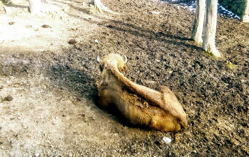 Imaginile cu animalele de la Grădina Zoologică din Reșița au stârnit revoltă pe Facebook: ”Doamne sunt în Lagăr... nenorociții”