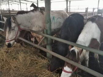 Caii au fost numerotaţi de autorităţi