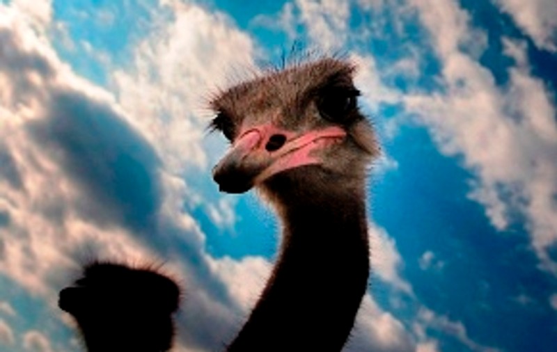 Bulgarii fac turism pe cârca struţilor
