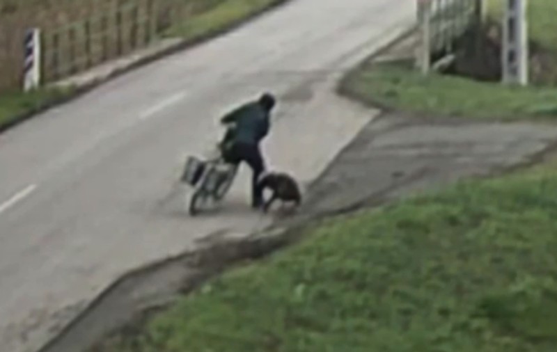 O poștăriță a fost dată jos de pe bicicletă și mutilată de un câine scăpat dintr-o curte, în Ungaria. Proprietarul animalului, pus sub acuzare