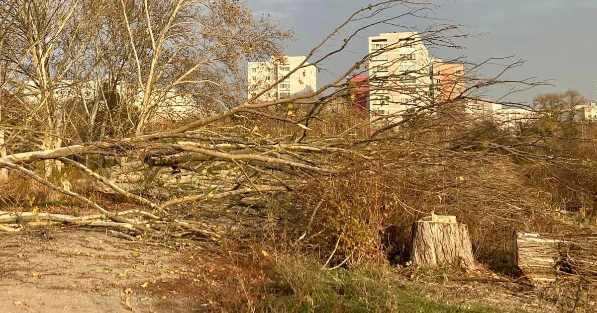Parcul IOR, distrus sistematic: 400 de copaci au fost tăiați ilegal în ultimele două săptămâni Sursă:Facebook/Aici a fost o pădure / aici ar putea fi o pădure