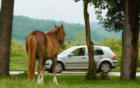 Un ieșean a dat un cal pe o mașină veche dar n-a apucat să meargă decât 500 de metri și a ajuns la închisoare. Imagine cu caracter ilustrativ. Sursă foto: Shutterstock