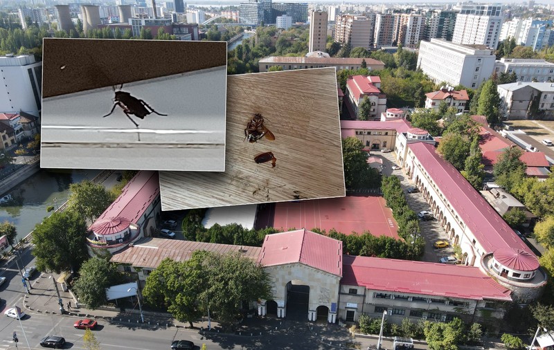 FOTO. După ce Universitatea de Educație Fizică și Sport a catalogat greva studenților drept „nelegală”, aceștia au trimis către Libertatea imagini cu gândacii din cămine. Ce spune rectorul