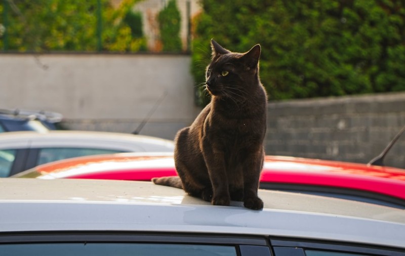 O familie plecată în vacanță și-a pierdut pisica la o oprire pe autostradă și a rămas o săptămână și jumătate în zonă ca să o caute: „Nimic nu este imposibil”