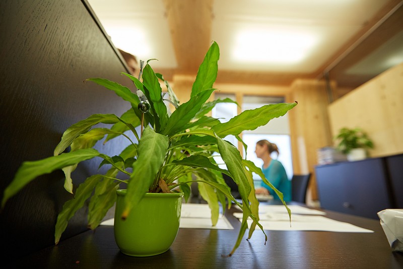 Plants in the office