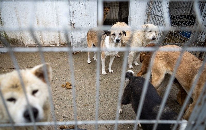 Poliţia Animalelor a împlinit un an. Peste o mie de animale salvate, zeci de dosare penale și 15 persoane arestate