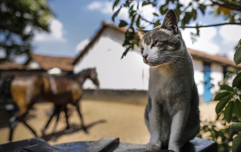 Ultimele cuvinte ale unui bărbat care a murit de rabie după ce a fost mușcat de o pisică în Maroc