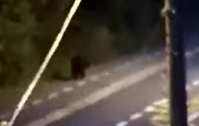 Urs filmat în centrul Sibiului. Merge agale pe pista de biciclete |VIDEO