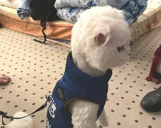 Una dintre refugiatele patrupede din Ucraina ajunsă la hotelul lui Mandachi