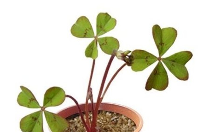 Plantează-ţi un trifoi ”norocos” la tine în cămin!