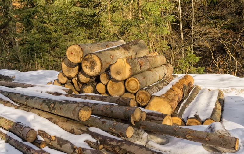 Exploatarea și transportul de lemn din fondul forestier pe timpul nopţii ar putea fi interzise - proiect