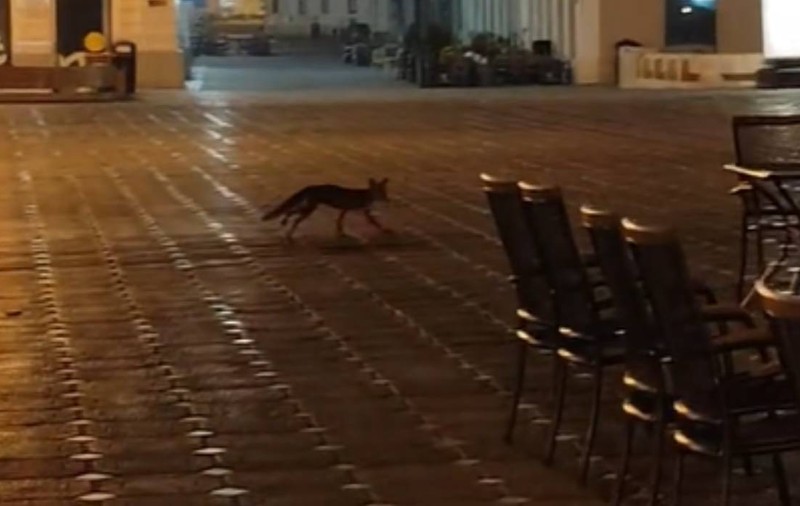 Vulpe filmată când se plimba prin centrul Timișoarei: imaginile surprinse în Piața Operei | VIDEO