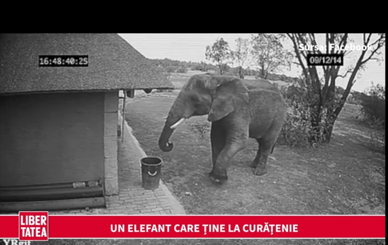 Un elefant care ține la mediul înconjurător | VIDEO