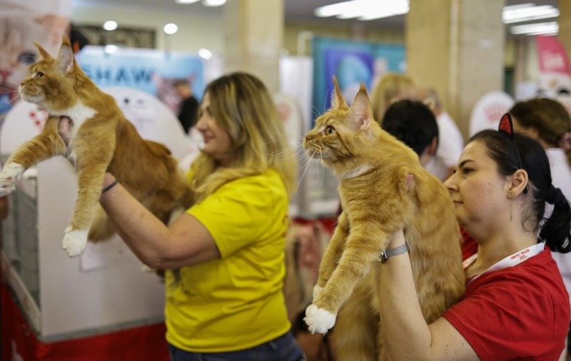 Expoziție de pisici la București: O nouă rasă de pisici va fi prezentată, în premieră, în România la evenimentul dedicat felinelor