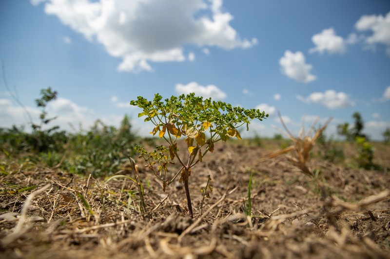 Plantele de stepă întrec stejarii RO Mândria în înălţime