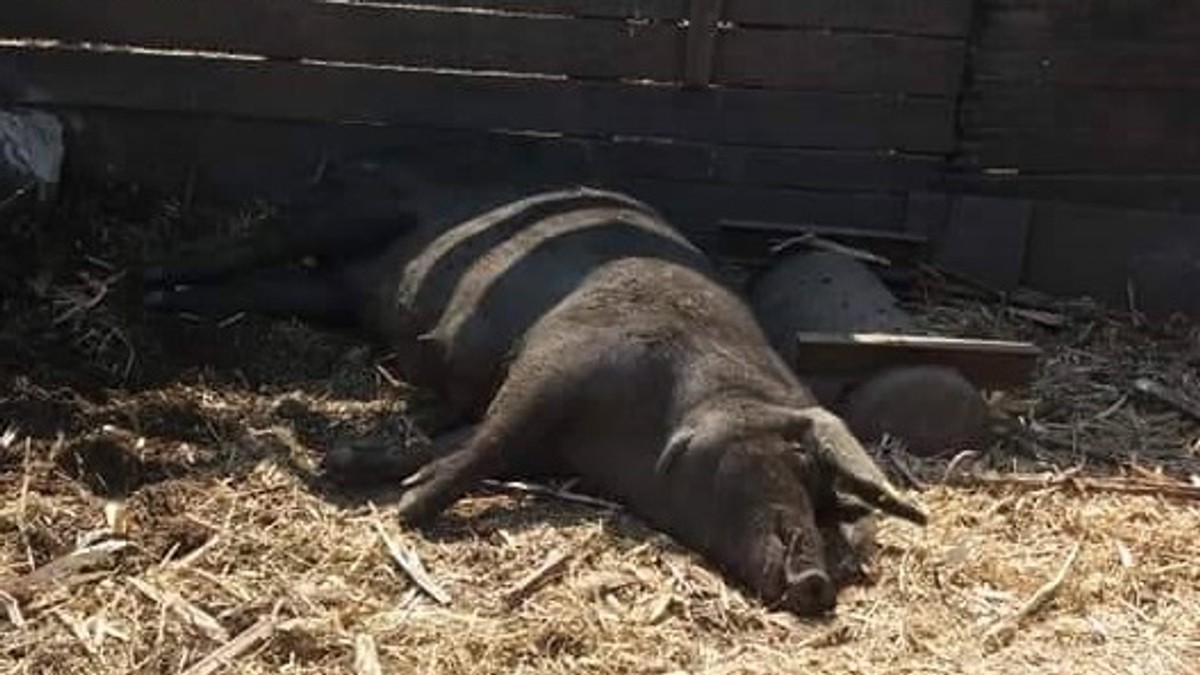 Pesta porcină africană a ajuns și în China. Porc negru, dormind pe paiele din cotețul său